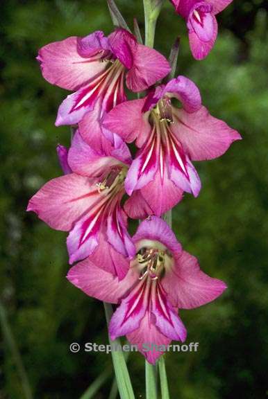 gladiolus communis byzantinus 3 graphic